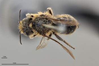 Media type: image;   Entomology 790567 Aspect: habitus dorsal view